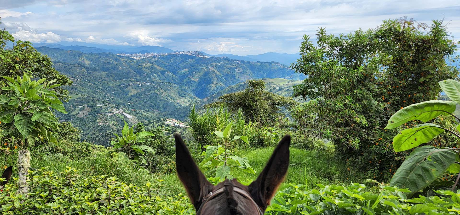 La Juana, Experiencia Mulera