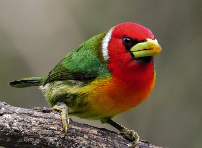 Corozal, Naturaleza, paisaje y aves., foto 1 de 6