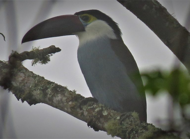 Corozal, Naturaleza, paisaje y aves., foto 2 de 6