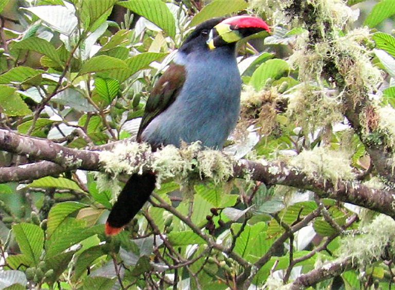 Corozal, Naturaleza, paisaje y aves., foto 3 de 6