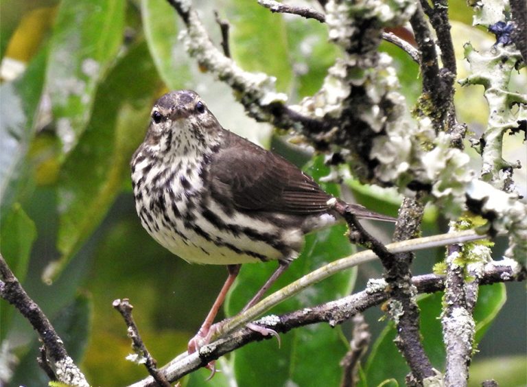 Corozal, Naturaleza, paisaje y aves., foto 4 de 6