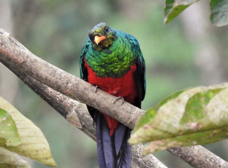 Corozal, Naturaleza, paisaje y aves., foto 5 de 6