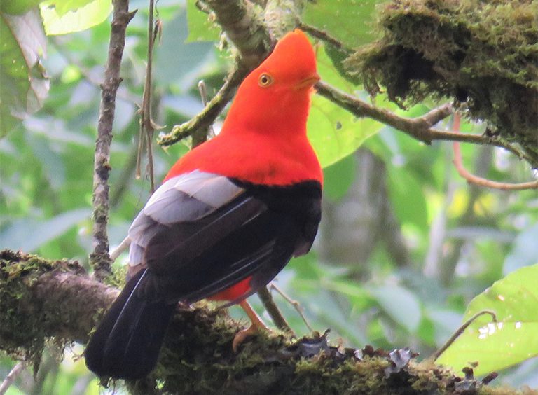 Corozal, Naturaleza, paisaje y aves., foto 6 de 6