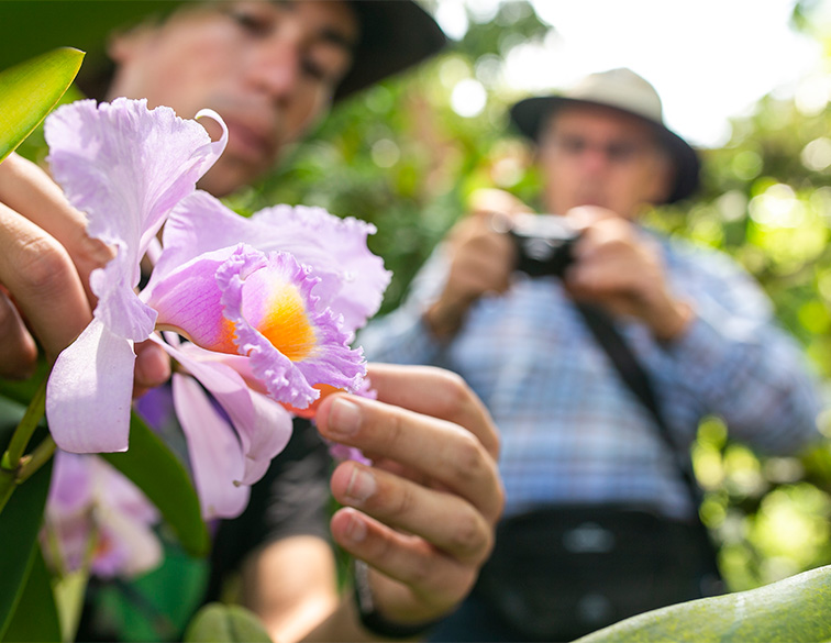 Finca Romelia Orchids and Birds, foto 2 de 6