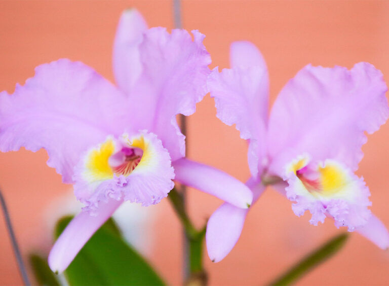 Finca Romelia Orchids and Birds, foto 6 de 6