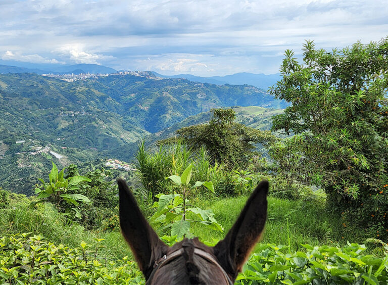 La Juana, Experiencia Mulera, foto 1 de 4