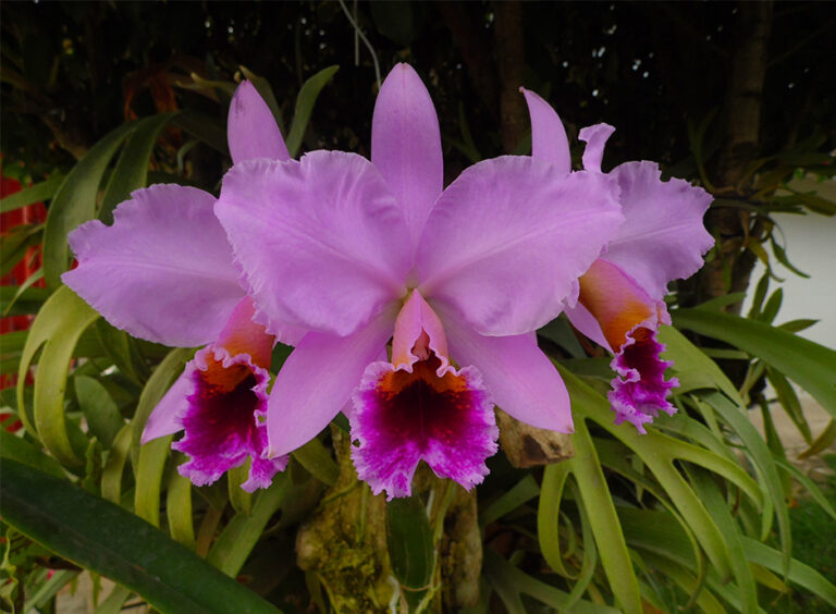 Bosques de la Pradera Orchids, Birds and Butterflies, foto 7 de 8