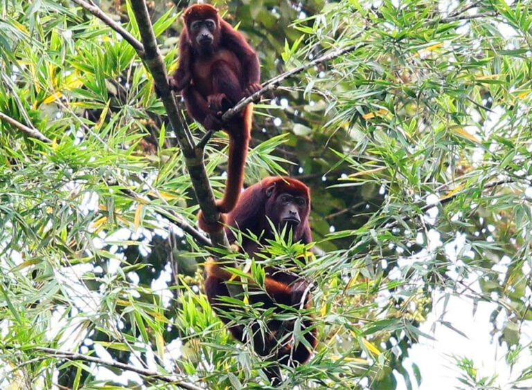 Tour Ribereño Rio La Miel – Vereda La Habana, foto 3 de 8