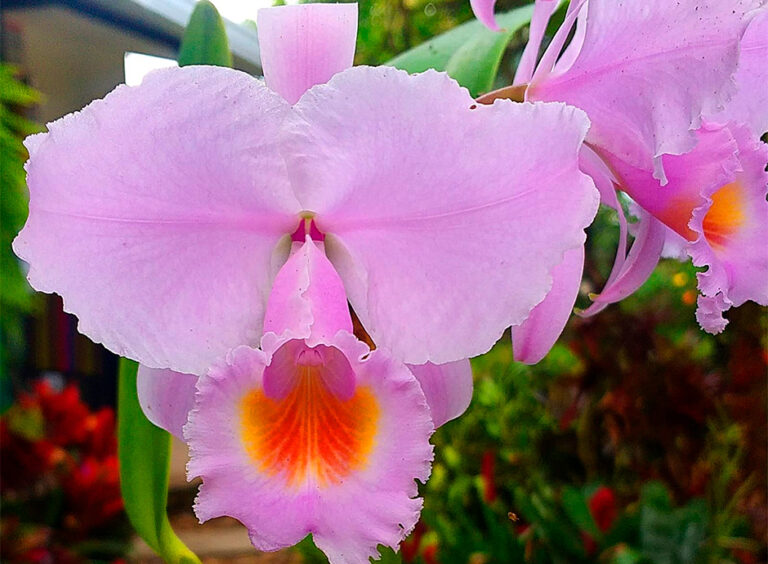 Bosques de la Pradera Orchids, Birds and Butterflies, foto 1 de 8